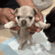 4 puppies in need of a home!